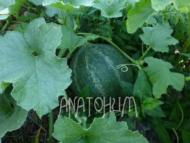 Name:  SiyahDilimliIzmir.jpg
Views: 3832
Size:  56.7 KB