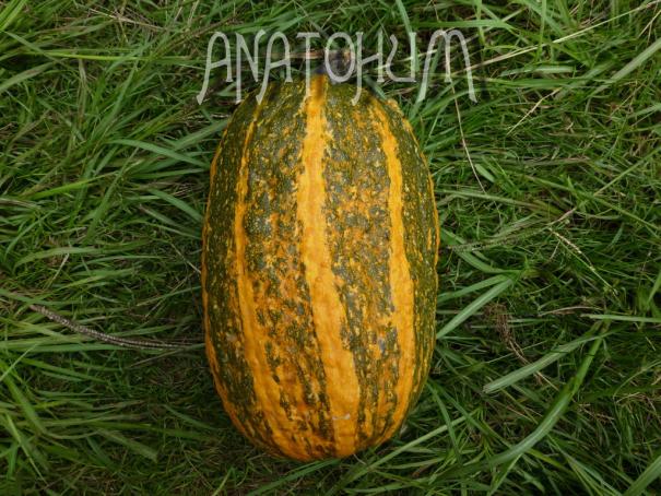 Name:  DolMelTohJul1422.jpg
Views: 3419
Size:  71.2 KB