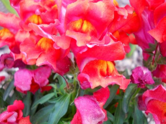 Name:  DSCN1186.jpg
Views: 1128
Size:  43.7 KB