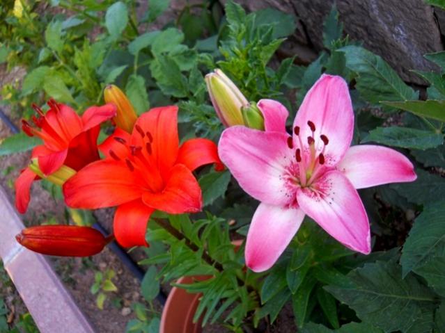 Name:  DSCN1208.jpg
Views: 1085
Size:  48.4 KB