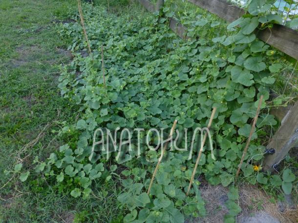 Name:  3123.jpg
Views: 3110
Size:  71.6 KB