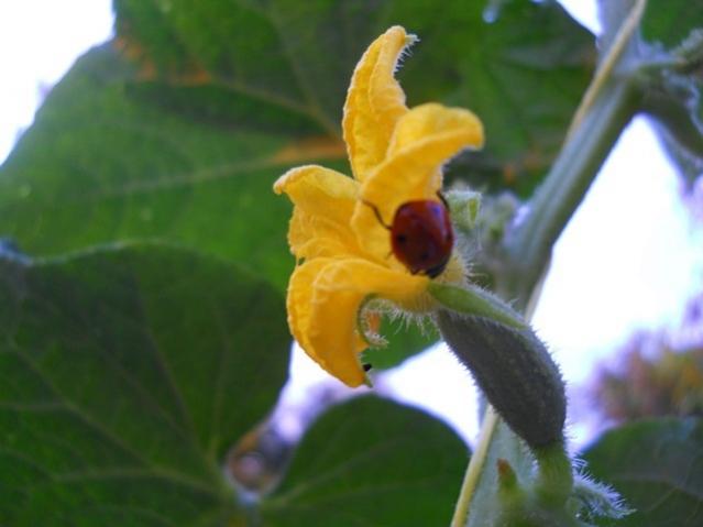 Name:  DSCN1275.jpg
Views: 891
Size:  27.0 KB