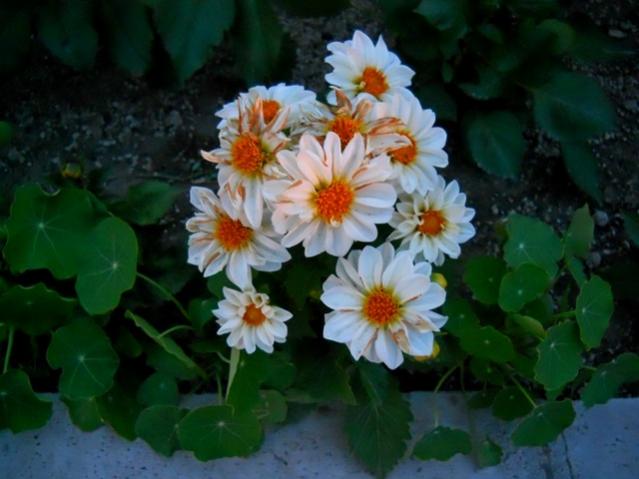 Name:  DSCN1287.jpg
Views: 932
Size:  38.3 KB