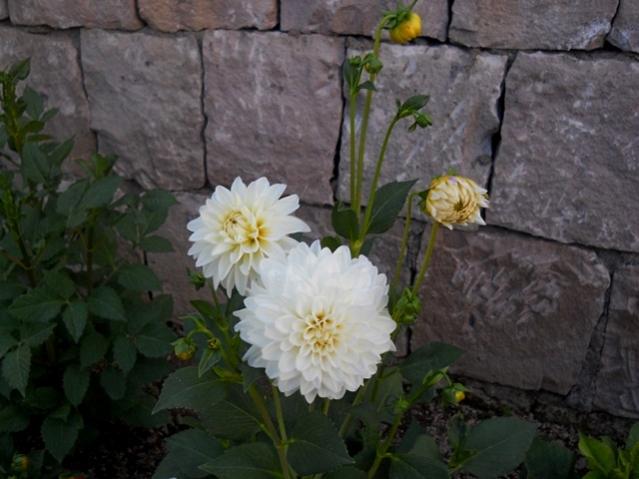Name:  DSCN1341.jpg
Views: 881
Size:  42.3 KB