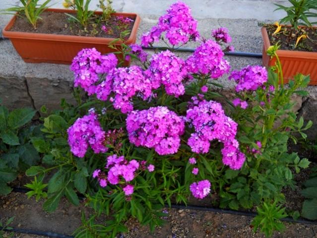 Name:  DSCN1395.jpg
Views: 970
Size:  67.2 KB
