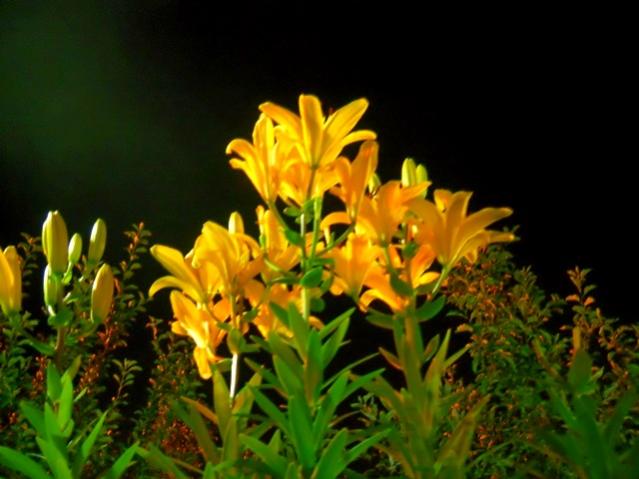 Name:  DSCN1379.jpg
Views: 858
Size:  40.6 KB