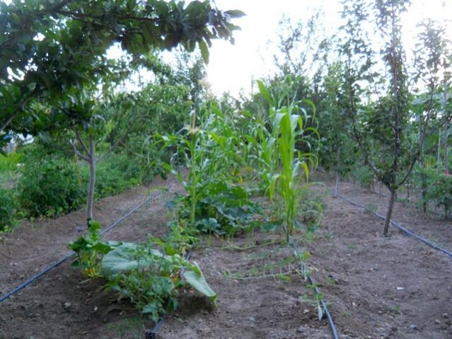 Name:  DSCN1445.jpg
Views: 748
Size:  65.3 KB
