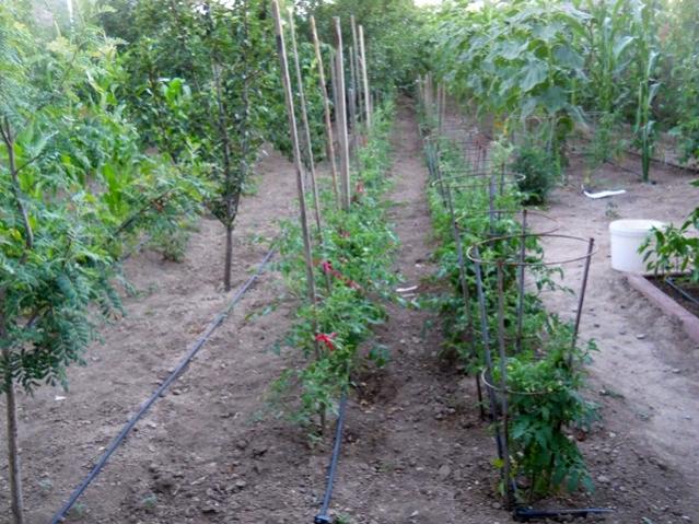 Name:  DSCN1446.jpg
Views: 751
Size:  69.7 KB