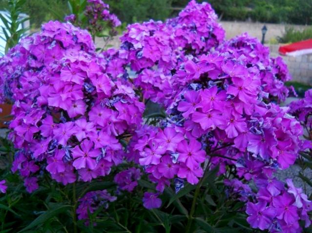 Name:  DSCN1425.jpg
Views: 788
Size:  62.1 KB