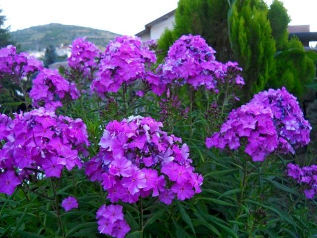 Name:  DSCN1427.jpg
Views: 722
Size:  58.0 KB
