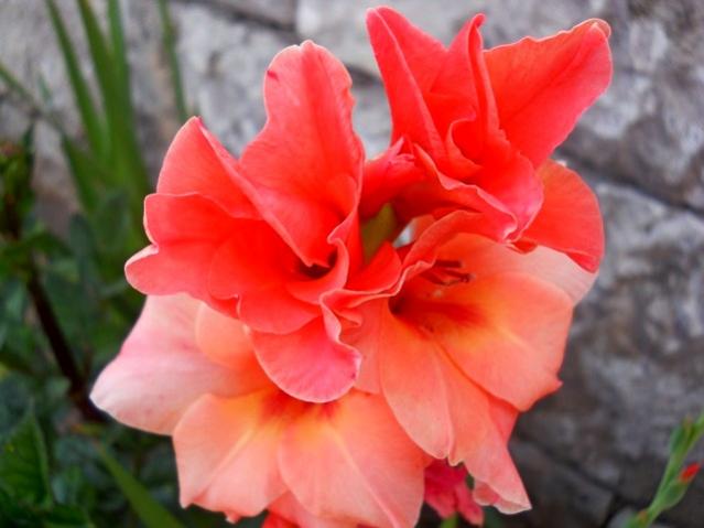 Name:  DSCN1430.jpg
Views: 720
Size:  34.2 KB