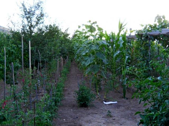 Name:  DSCN1449.jpg
Views: 711
Size:  58.5 KB