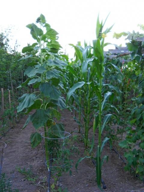 Name:  DSCN1450.jpg
Views: 699
Size:  50.0 KB