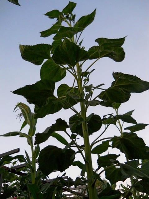 Name:  DSCN1460.jpg
Views: 707
Size:  47.9 KB