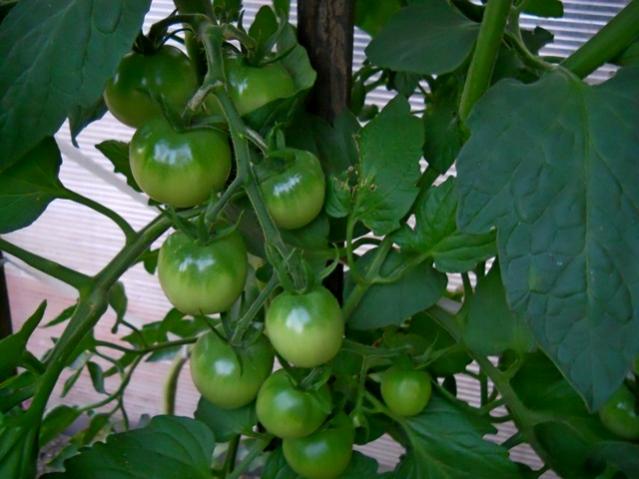 Name:  DSCN1459.jpg
Views: 694
Size:  41.9 KB