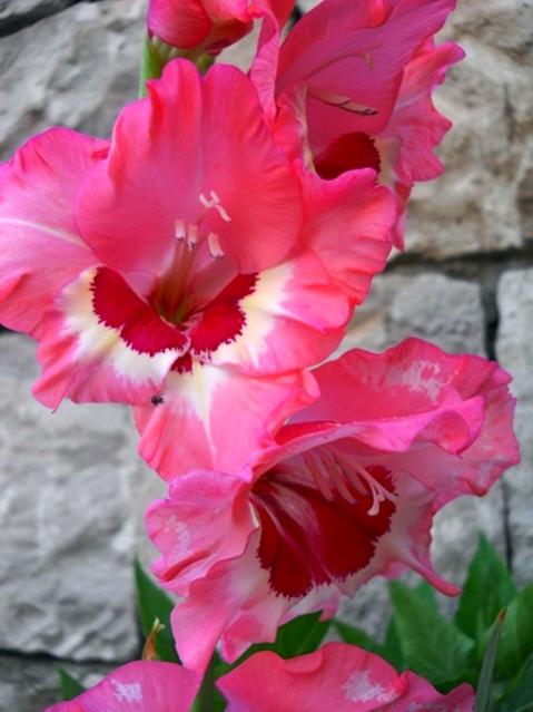 Name:  DSCN1473.jpg
Views: 1056
Size:  40.1 KB
