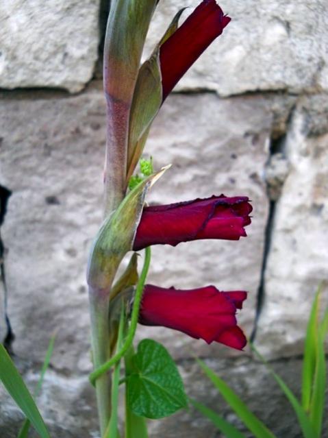 Name:  DSCN1483.jpg
Views: 1090
Size:  39.3 KB