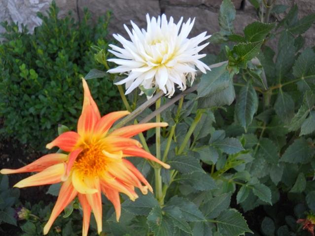 Name:  DSCN1478.jpg
Views: 1028
Size:  48.8 KB