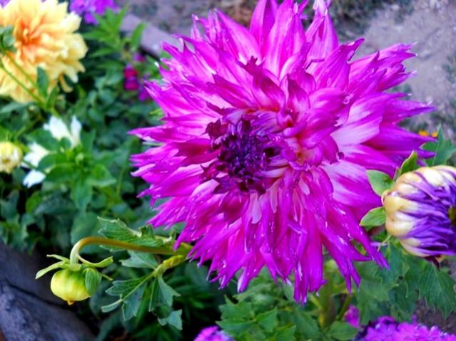 Name:  DSCN1515.jpg
Views: 1044
Size:  57.6 KB