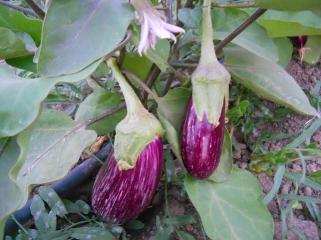 Name:  DSCN1502.jpg
Views: 1412
Size:  45.8 KB
