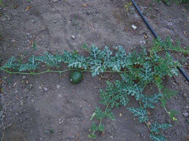 Name:  DSCN1500.jpg
Views: 1018
Size:  62.2 KB