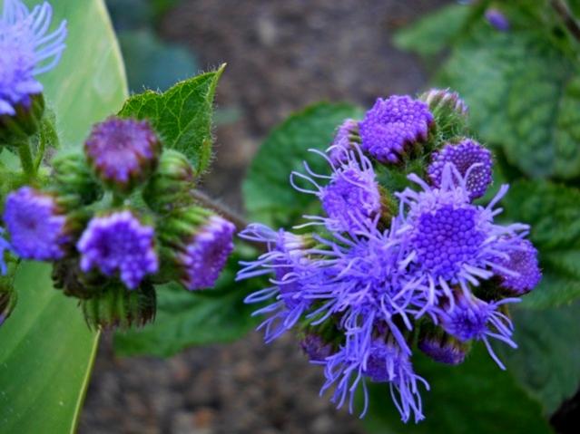 Name:  DSCN1507.jpg
Views: 1041
Size:  43.6 KB
