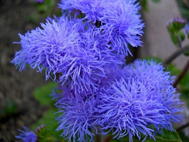 Name:  DSCN1506.jpg
Views: 1080
Size:  49.8 KB