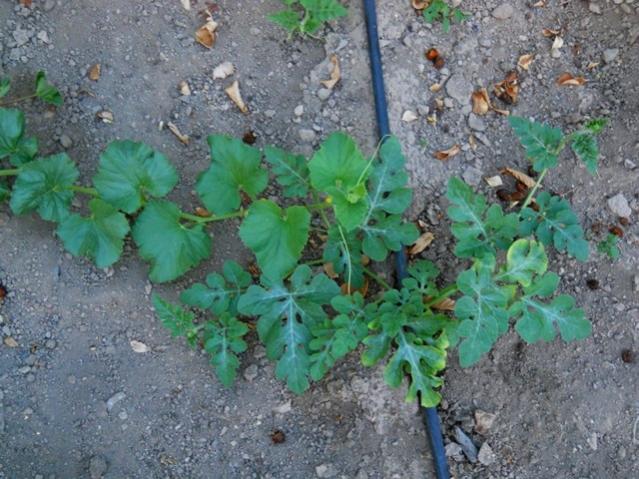 Name:  DSCN1539.jpg
Views: 1027
Size:  63.2 KB