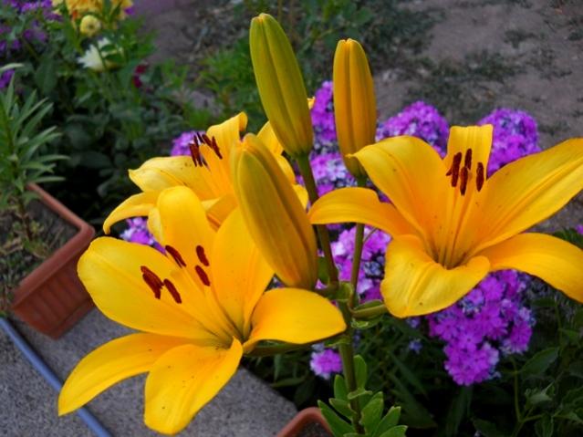 Name:  DSCN1514.jpg
Views: 937
Size:  46.6 KB