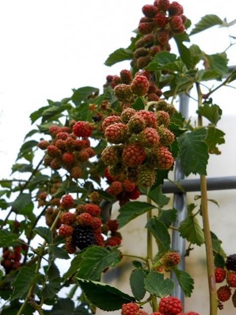 Name:  DSCN1554.jpg
Views: 987
Size:  51.2 KB