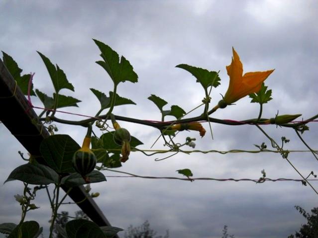 Name:  DSCN1560.jpg
Views: 980
Size:  36.3 KB