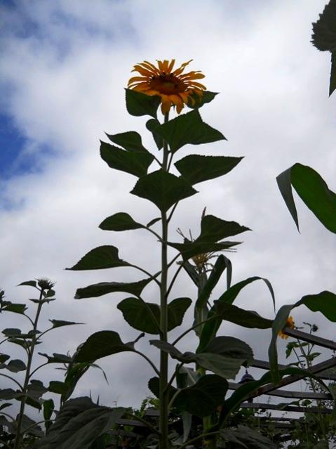 Name:  DSCN1586.jpg
Views: 941
Size:  41.2 KB