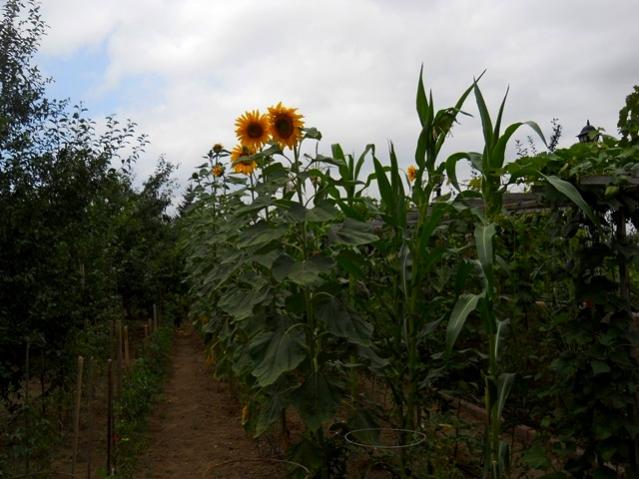 Name:  DSCN1579.jpg
Views: 895
Size:  48.5 KB