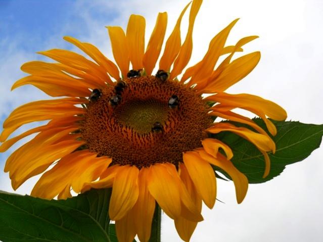 Name:  DSCN1587.jpg
Views: 845
Size:  40.7 KB