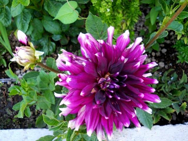 Name:  DSCN1759.jpg
Views: 714
Size:  61.6 KB