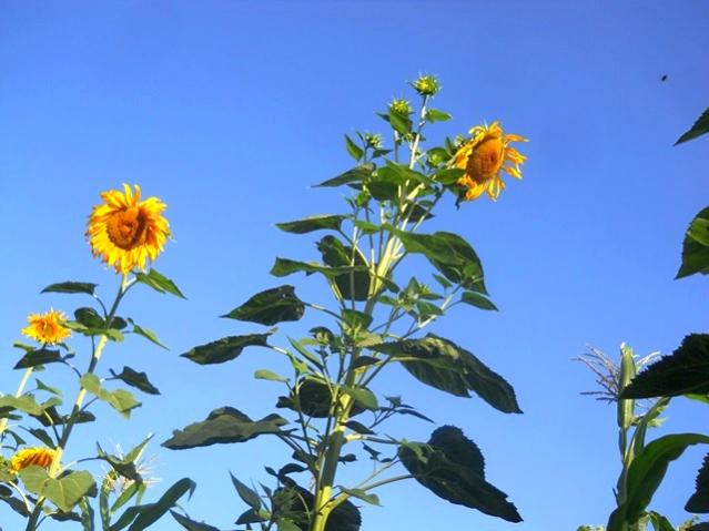 Name:  DSCN1865.jpg
Views: 895
Size:  40.3 KB