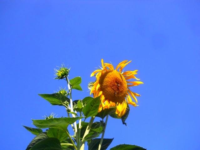 Name:  DSCN1866.jpg
Views: 875
Size:  24.2 KB