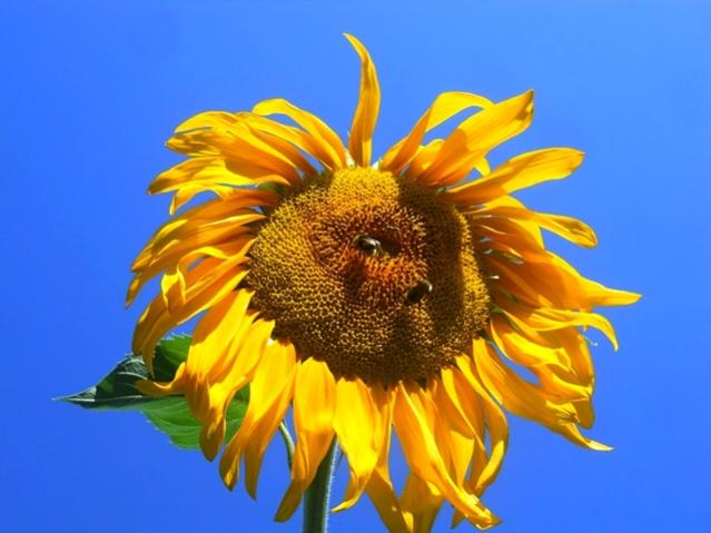 Name:  DSCN1867.jpg
Views: 897
Size:  38.1 KB