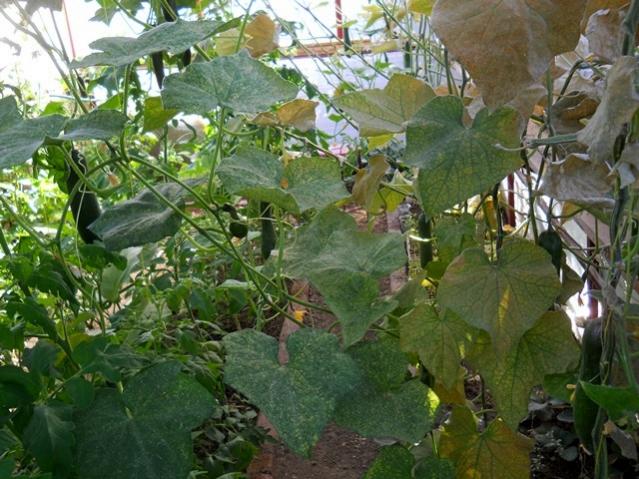 Name:  DSCN1879.jpg
Views: 1003
Size:  64.5 KB