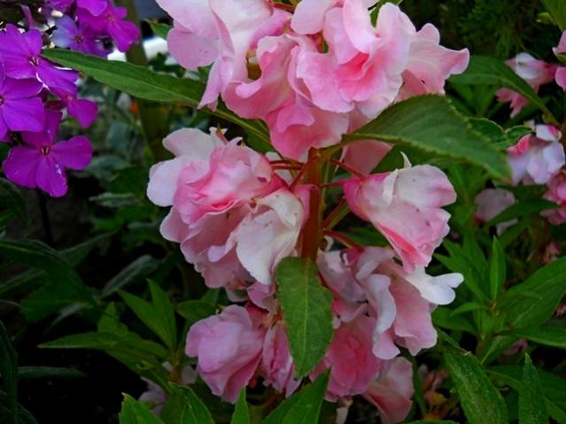 Name:  DSCN1911.jpg
Views: 827
Size:  45.6 KB