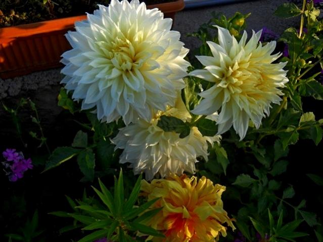 Name:  DSCN1908.jpg
Views: 703
Size:  46.8 KB