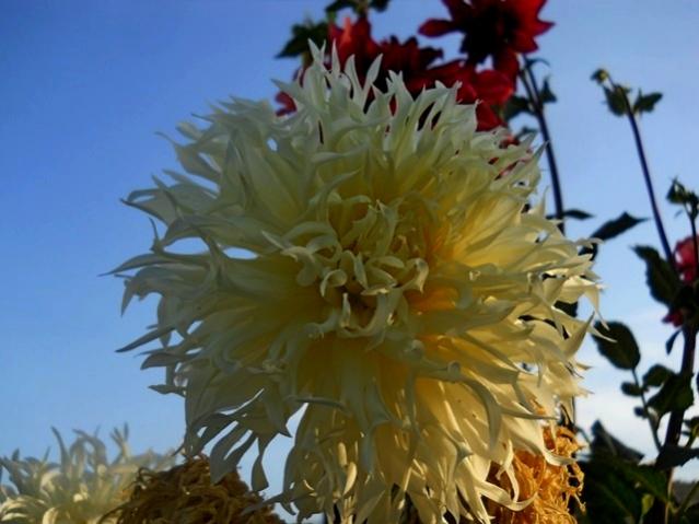 Name:  DSCN1905.jpg
Views: 703
Size:  40.2 KB