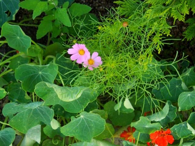 Name:  DSCN1997.jpg
Views: 702
Size:  61.8 KB
