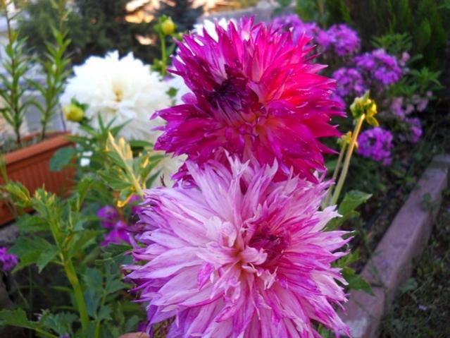 Name:  DSCN2015.jpg
Views: 730
Size:  53.3 KB