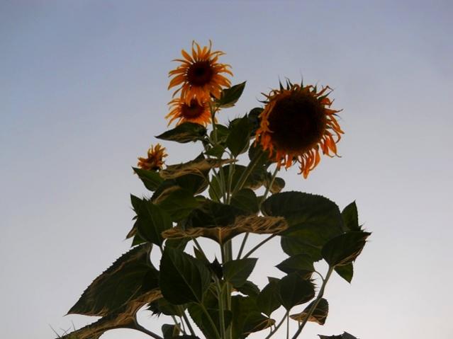 Name:  DSCN2032.jpg
Views: 726
Size:  28.6 KB