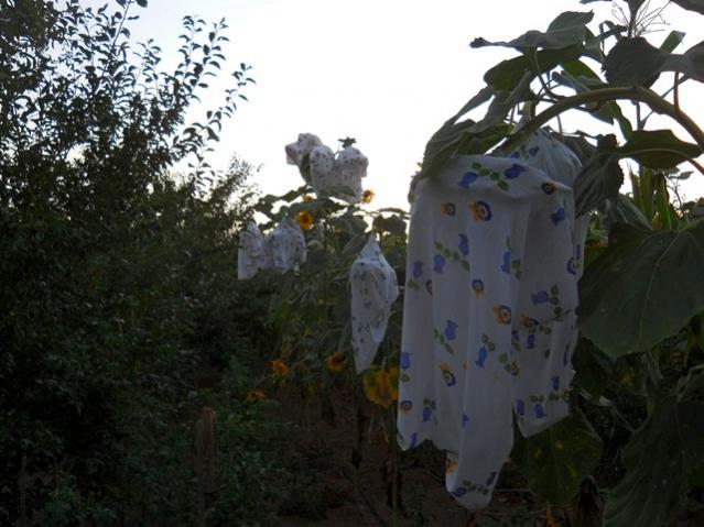 Name:  DSCN2109.jpg
Views: 1133
Size:  48.8 KB