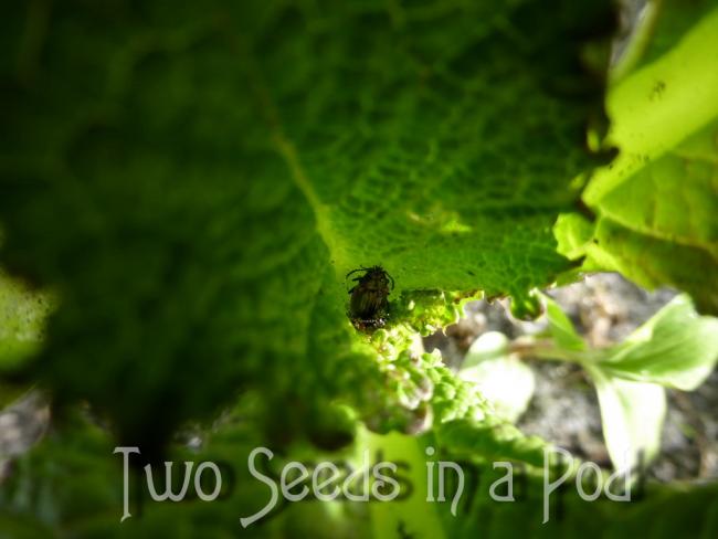 Name:  JapaneseBeetle.jpg
Views: 1326
Size:  32.3 KB