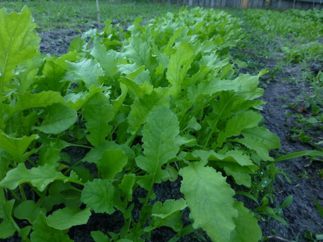 Name:  DAIKON.jpg
Views: 1366
Size:  55.3 KB