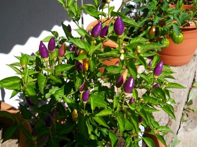 Name:  DSCN2142.jpg
Views: 698
Size:  65.4 KB