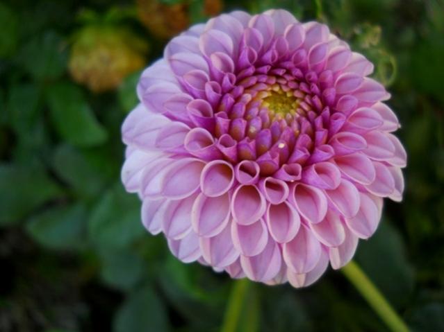 Name:  DSCN2154.jpg
Views: 691
Size:  32.2 KB
